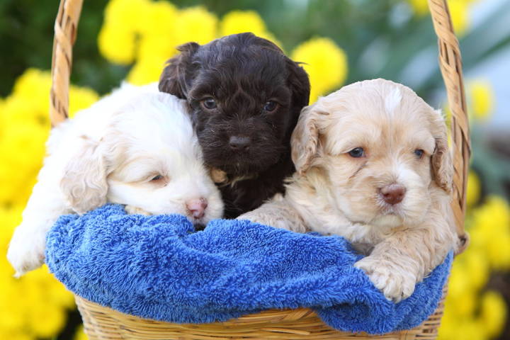 Doodle Hund - Three Cockapoo Puppies in a Basket.