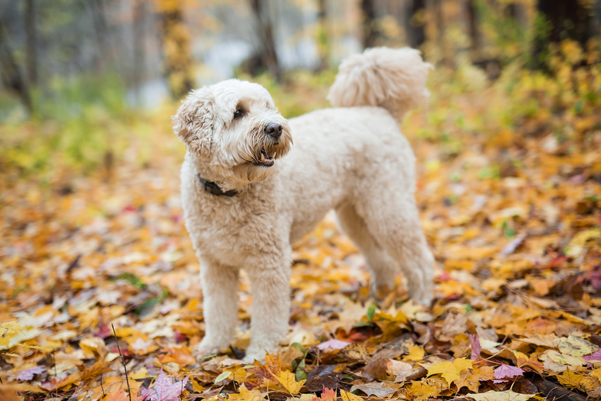 Happy goldendoodle dog outside in autumn season - © pololia - Fotolia.com