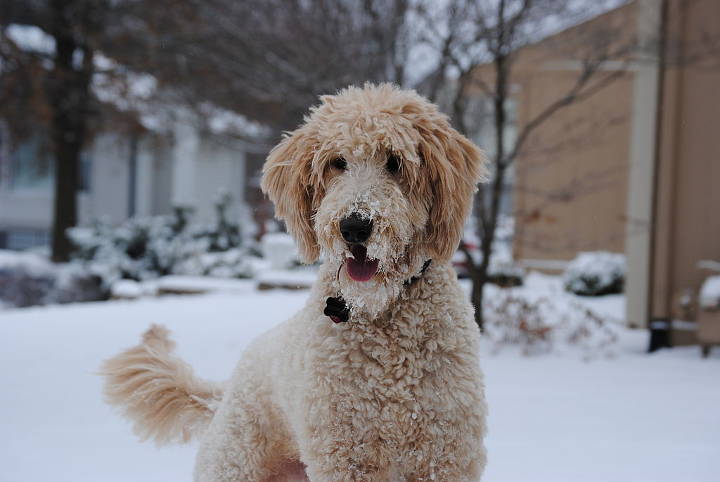 Doodle Hund - Goldendoodle plays in the snow.