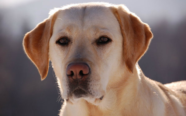Labrador Retriever - Doodle Hund & Doodle Hunderassen
