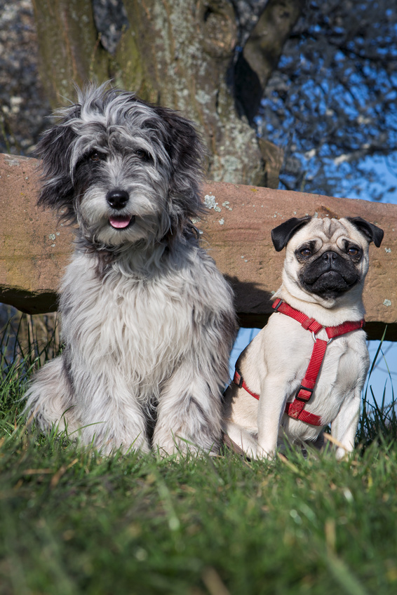 Doodle Hund - Süßer Aussiedoodle - Hundefreundschaft mit einem Mops.