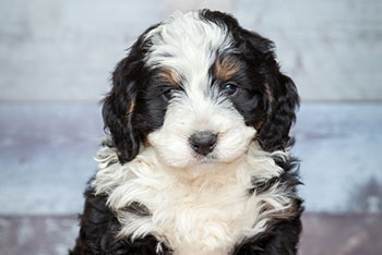 Bernedoodle - Doodle Hund - fotolia ©Phils Photography - Adorable Bernedoddle Puppy