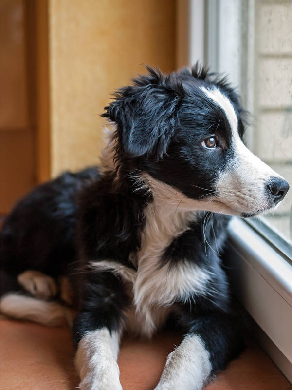 Doodle Hund - Border Collie Welpe - Sehnsucht II.