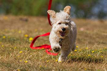 Cavapoo Hund - Clipdealer, Cavapoo puppy running in the park., User: mrsa
