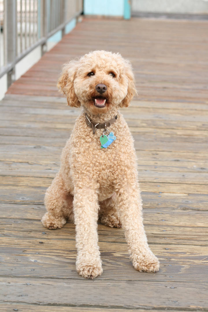 Doodle Hund - A three-year-old labradoodle.