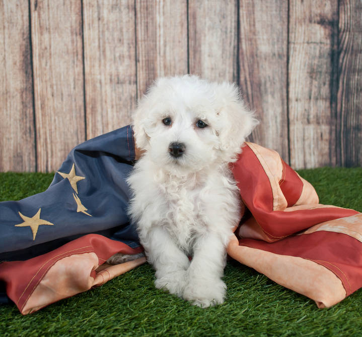 Doodle Hund - Maltipoo Patriotic Puppy.