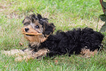 Yorkiepoo Hund - a cute pupy yorki / poodle mix sitting in the grass - Clipdealer - User: zoombstock